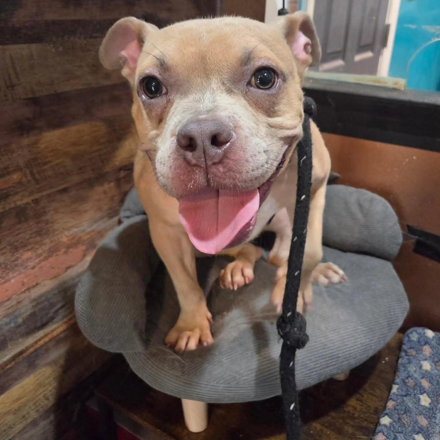 Enlarge Blaze, a Adoptable mixed breed in Chicago, IL image 5/6