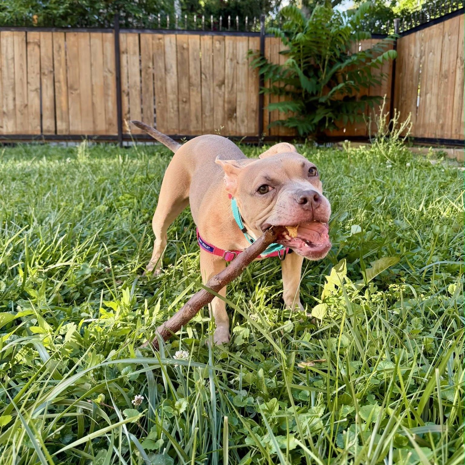 Enlarge Blaze, a Adoptable mixed breed in Chicago, IL image 2/6