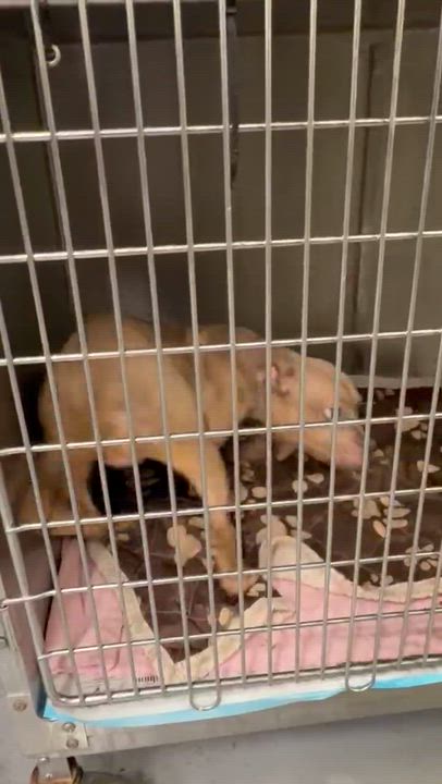 Enlarge Blaze, a Adoptable mixed breed in Chicago, IL video 6/6