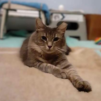 Markel, Adoptable, Adult Male Domestic Medium Hair.