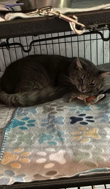 Markel, a Adoptable mixed breed in Richmond, VA image 2/3