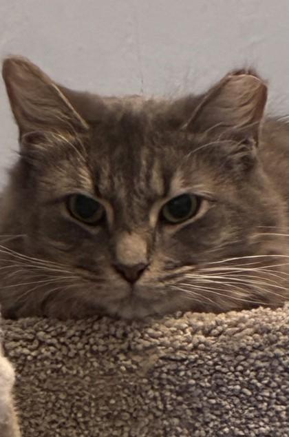 Markel, a Adoptable mixed breed in Richmond, VA image 3/3