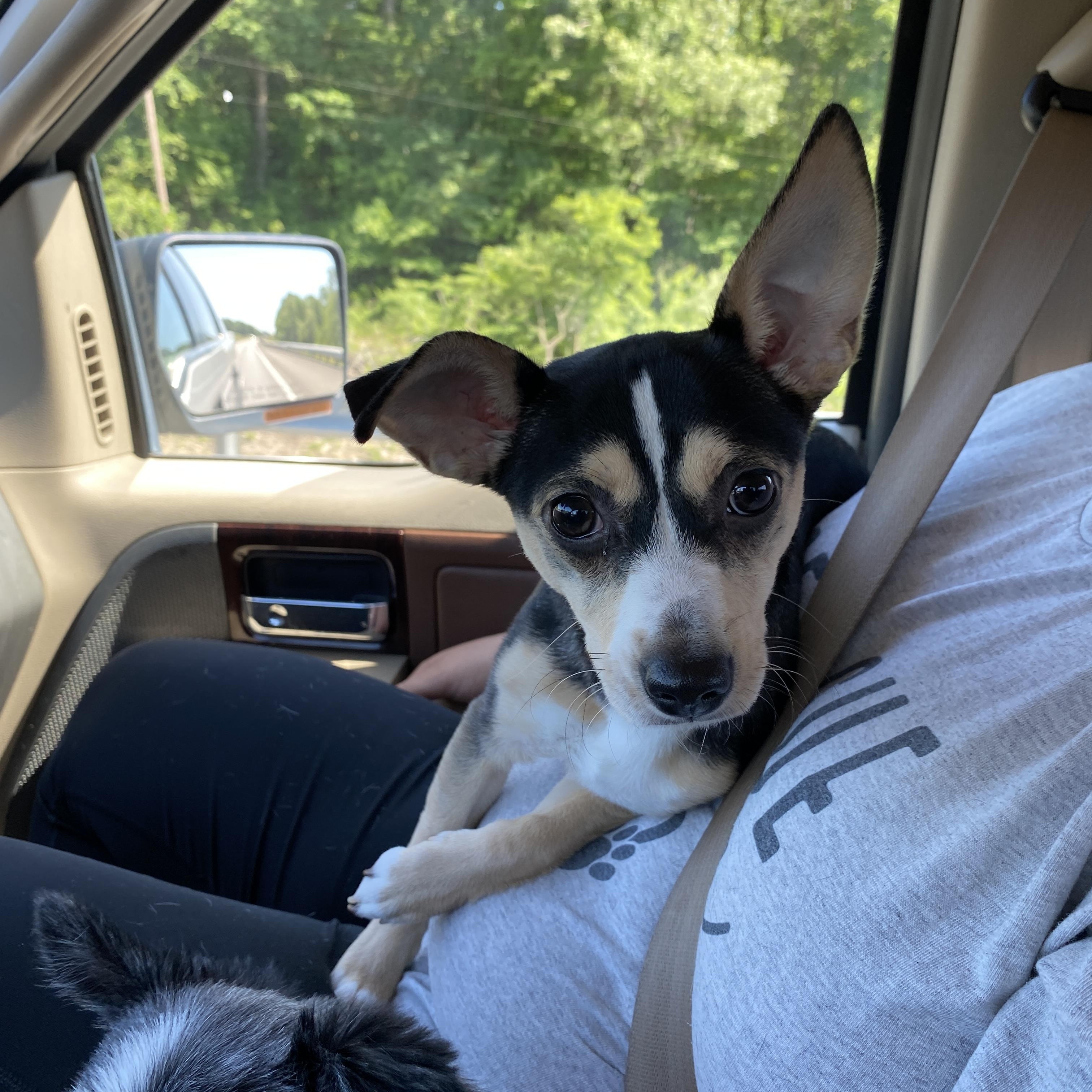 Enlarge Abby, a ADOPTABLE mixed breed in Stormville, NY image 2/4