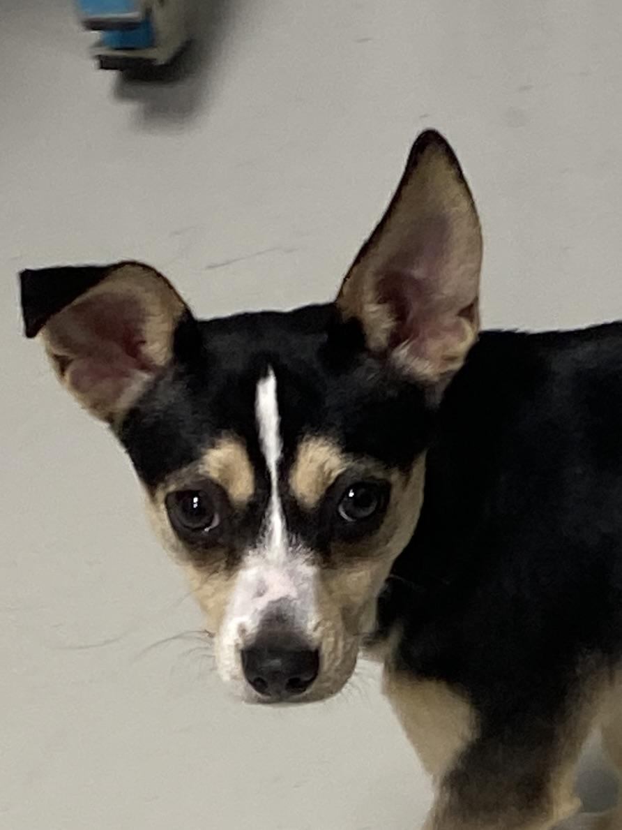 Abby, adopted, Young Female Rat Terrier & Chihuahua.
