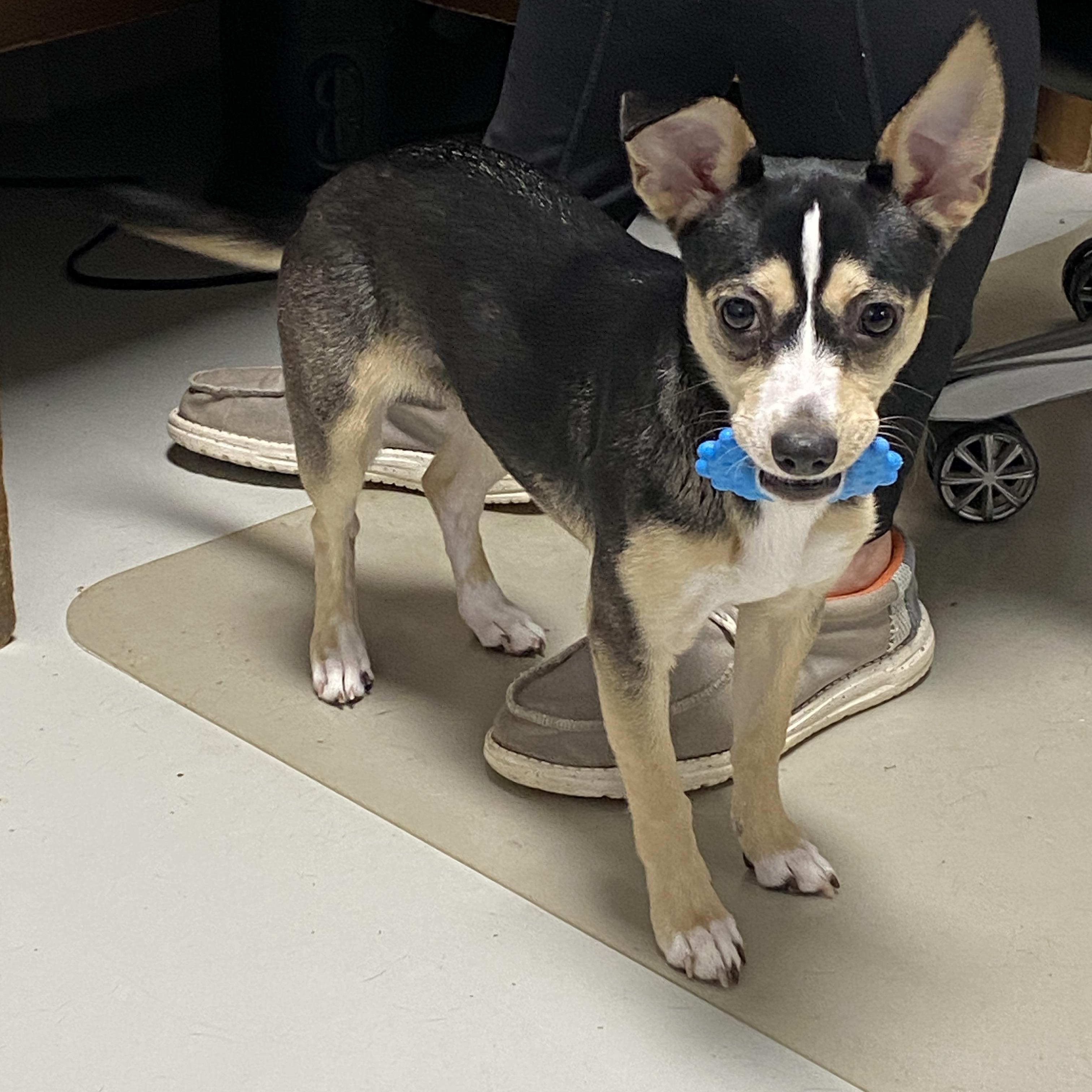 Enlarge Abby, a ADOPTABLE mixed breed in Stormville, NY image 1/4
