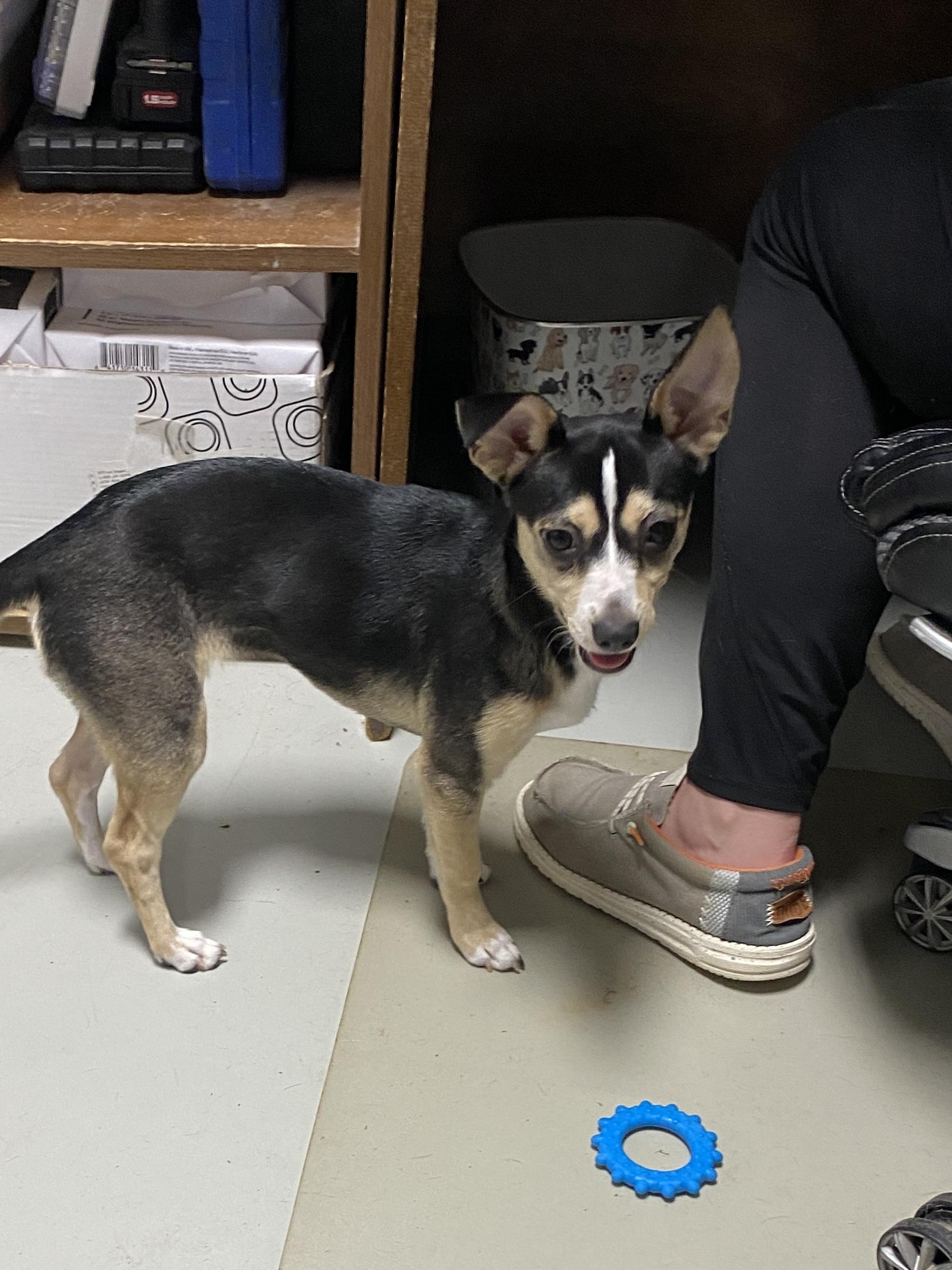 Enlarge Abby, a ADOPTABLE mixed breed in Stormville, NY image 4/4