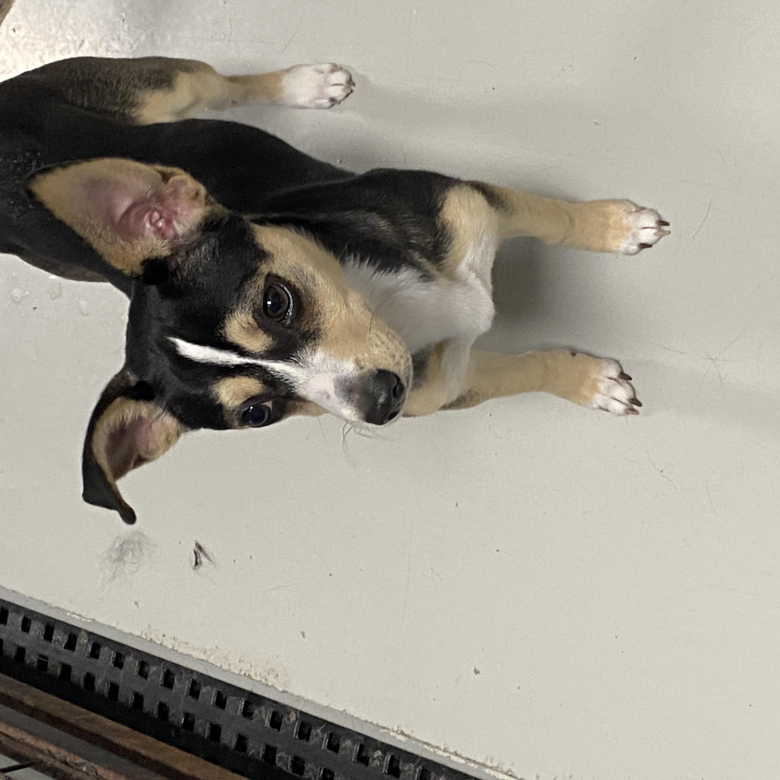 Enlarge Abby, an adopted mixed breed in Stormville, NY image 6/6