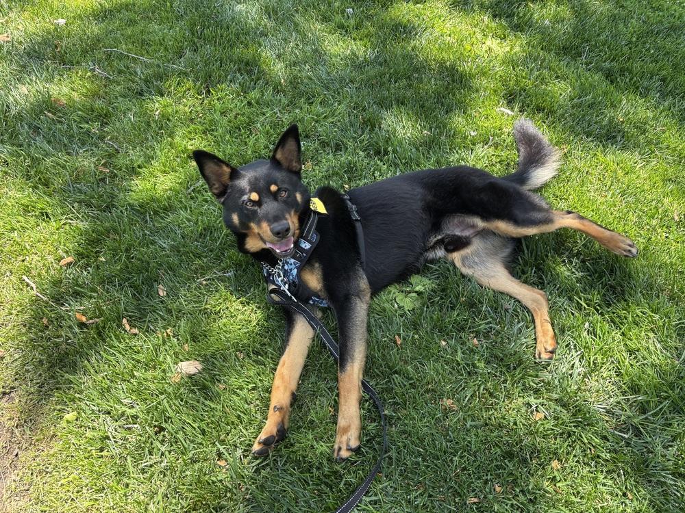 Ceasar, a Adoptable mixed breed in Tigard, OR image 1/5