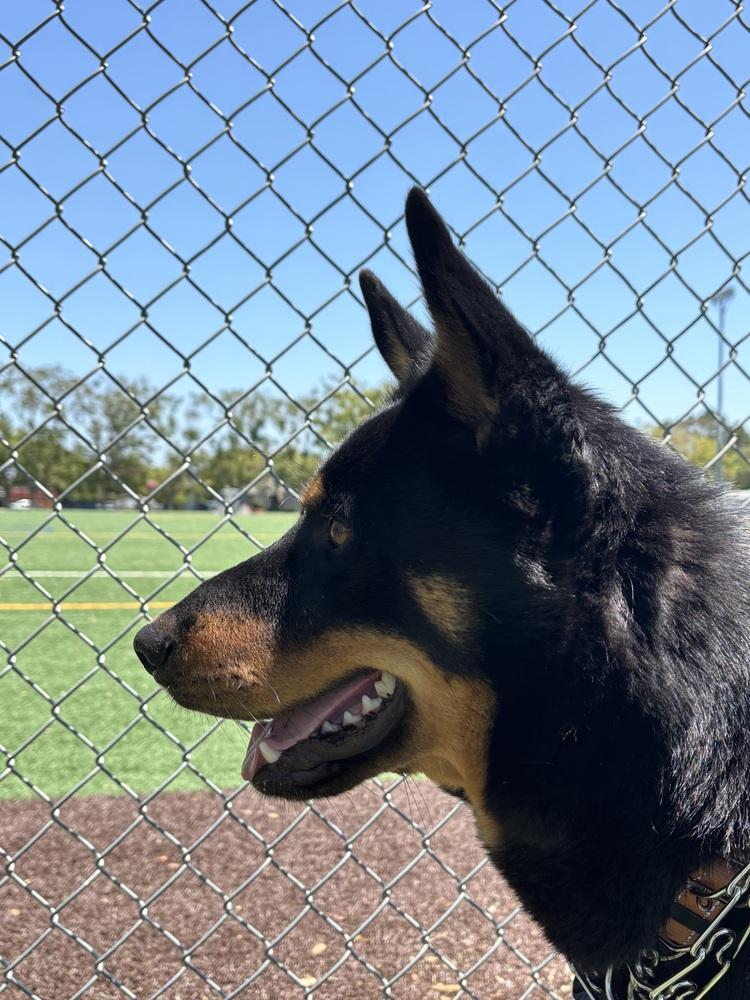 Ceasar, a Adoptable mixed breed in Tigard, OR image 4/5