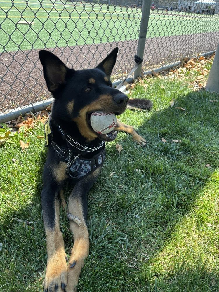 Ceasar, a Adoptable mixed breed in Tigard, OR image 5/5