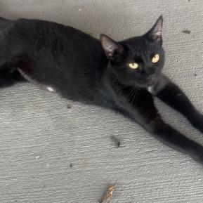 Malia, Adoptable, Adult Female Domestic Short Hair.