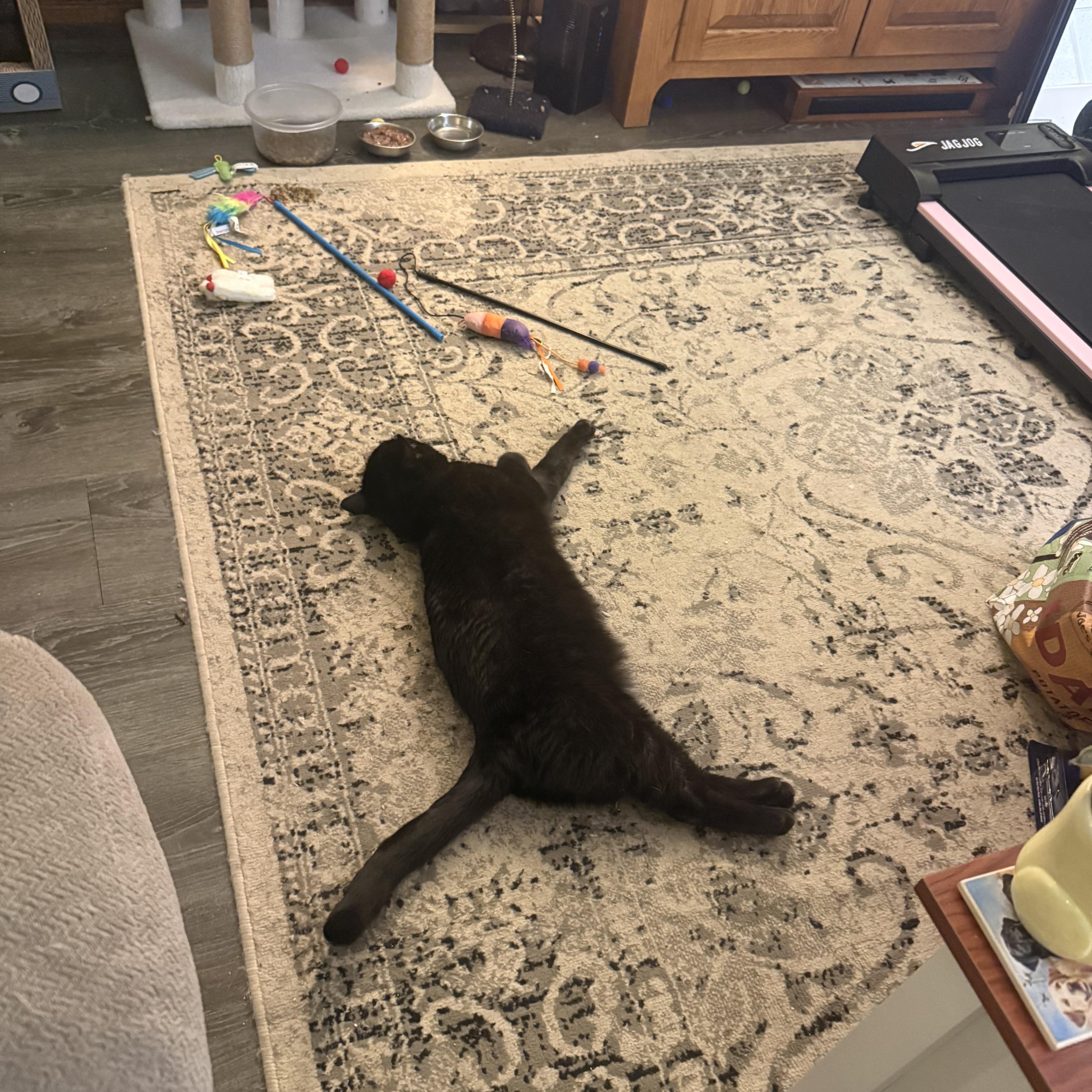 Enlarge Henry, a ADOPTABLE Domestic Short Hair in Salisbury, MA image 3/4