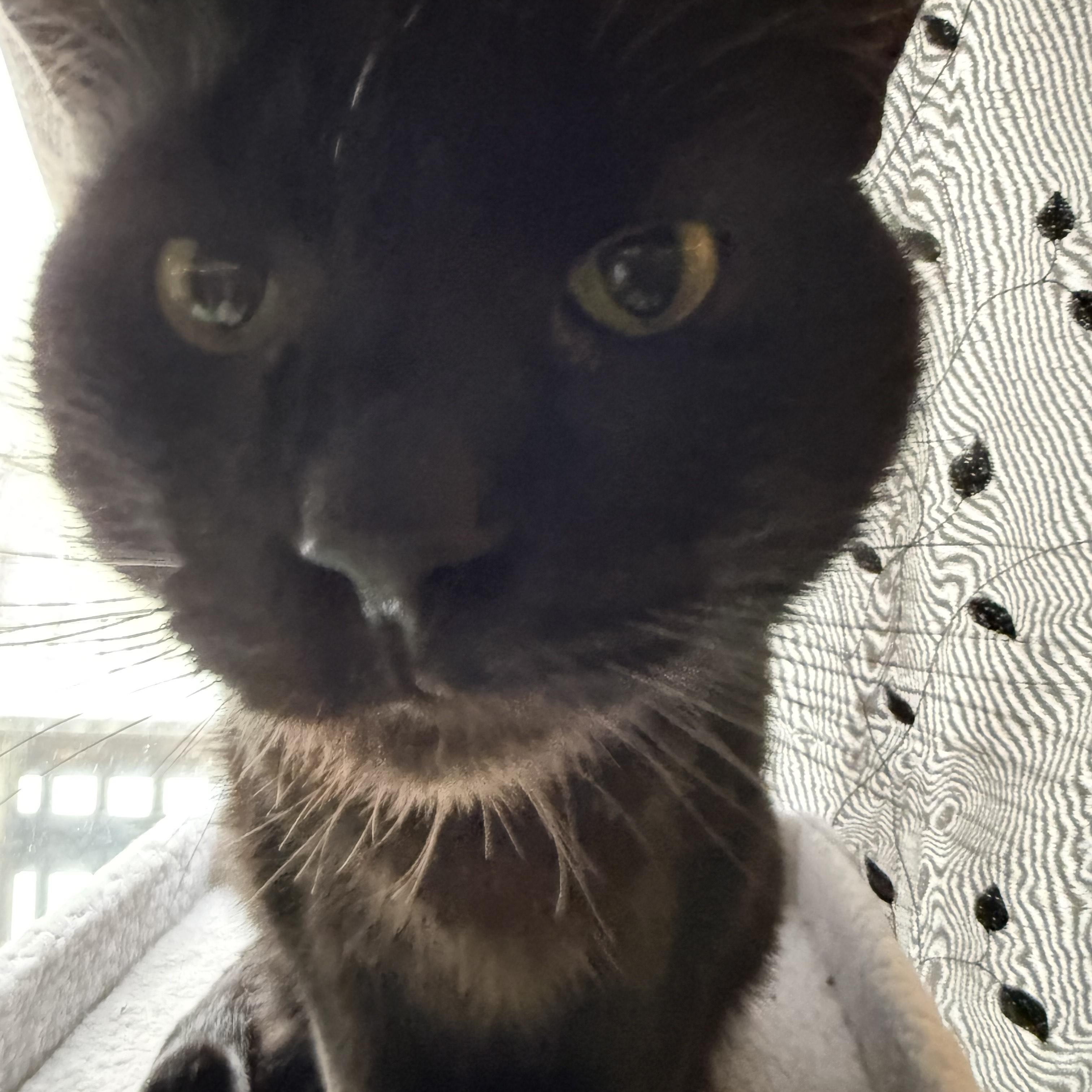 Enlarge Henry, a ADOPTABLE Domestic Short Hair in Salisbury, MA image 4/4