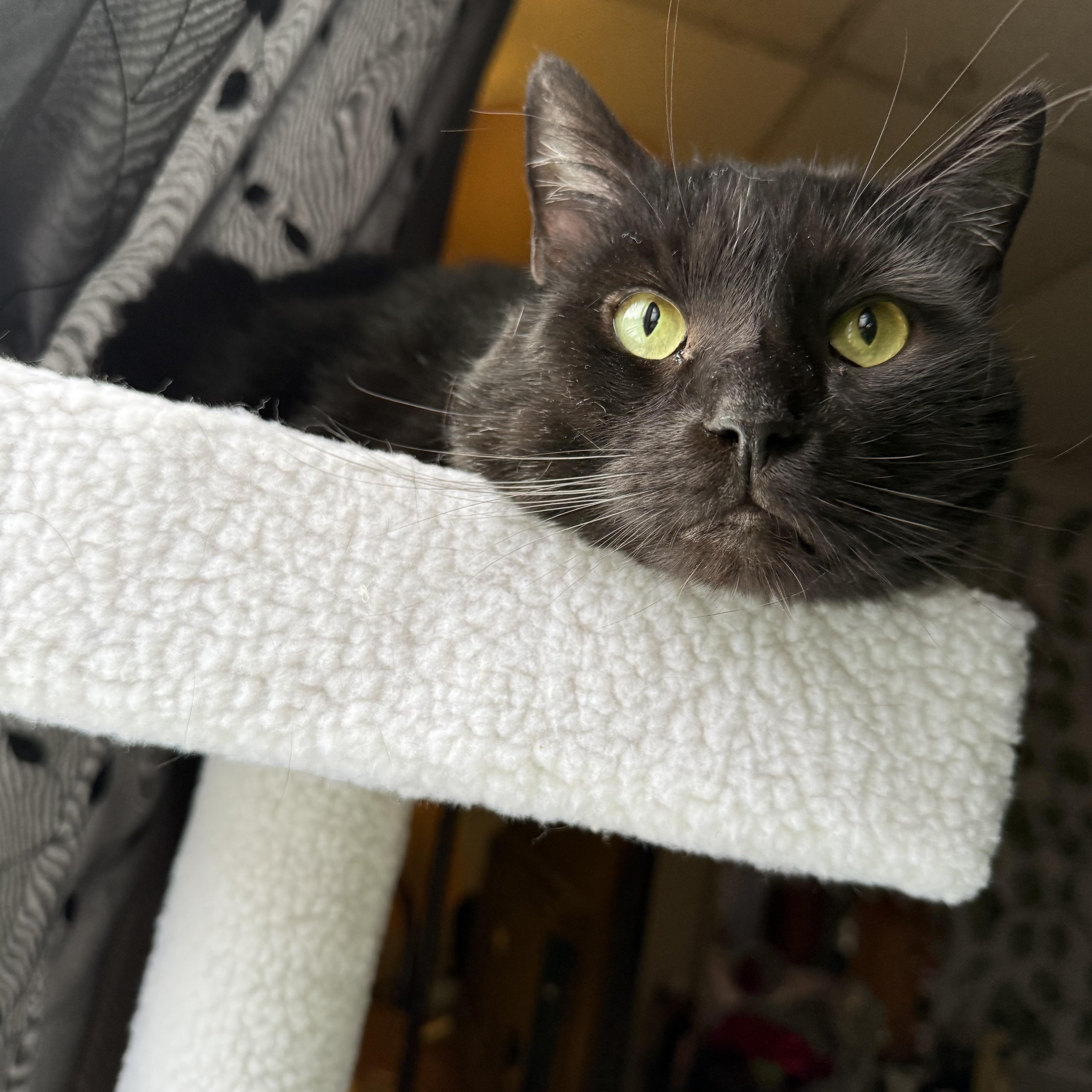 Henry, ADOPTABLE, Adult Male Domestic Short Hair.