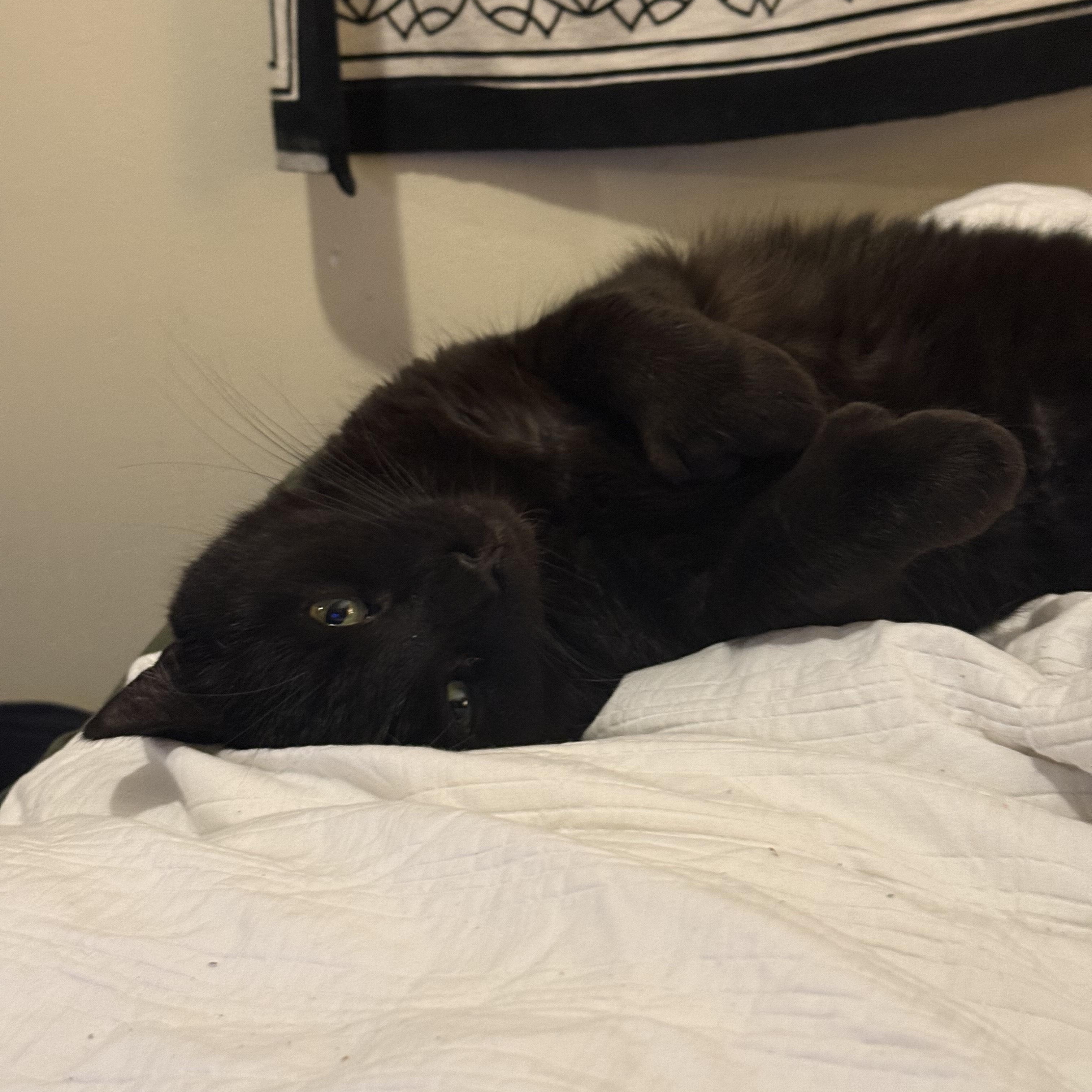 Enlarge Henry, a ADOPTABLE Domestic Short Hair in Salisbury, MA image 2/4