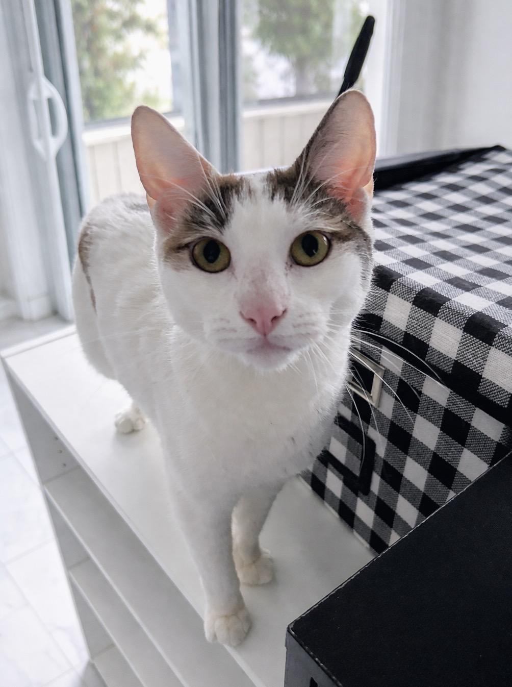 Mew, a ADOPTABLE Dilute Calico in Plainville, CT image 2/6