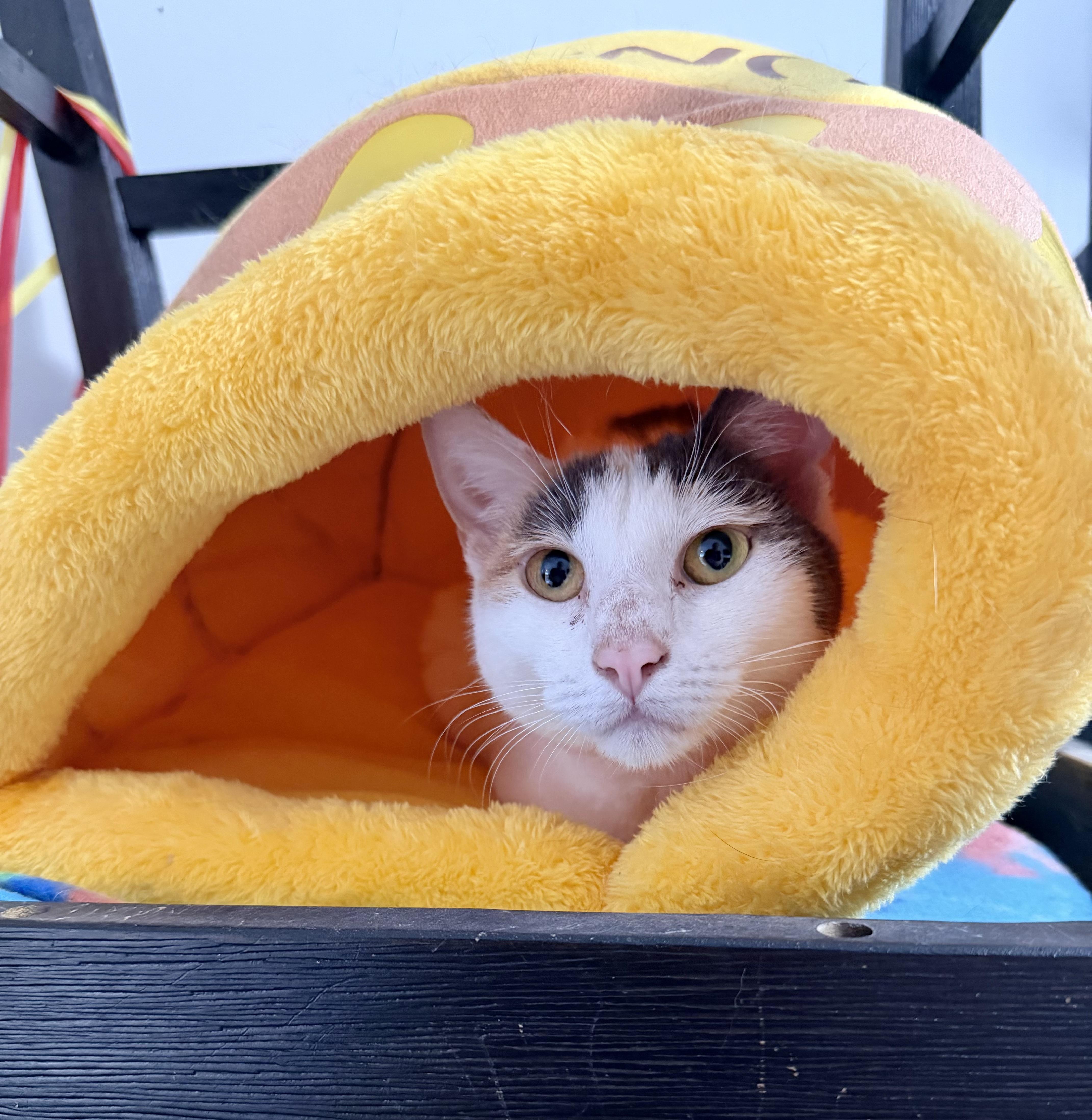 Mew, a ADOPTABLE Dilute Calico in Plainville, CT image 5/6