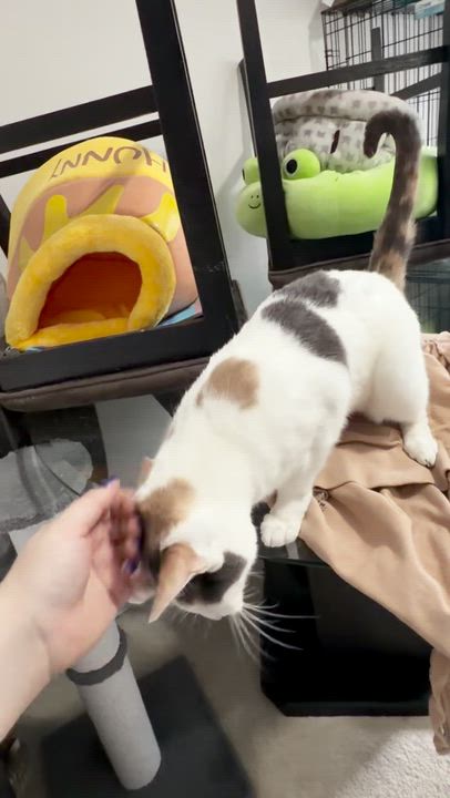 Enlarge Mew, a ADOPTABLE Dilute Calico in Plainville, CT video 6/6