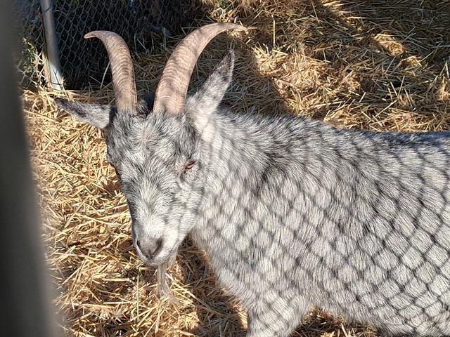 Enlarge ZANE, a Adoptable Goat in Pueblo, CO image 1/1
