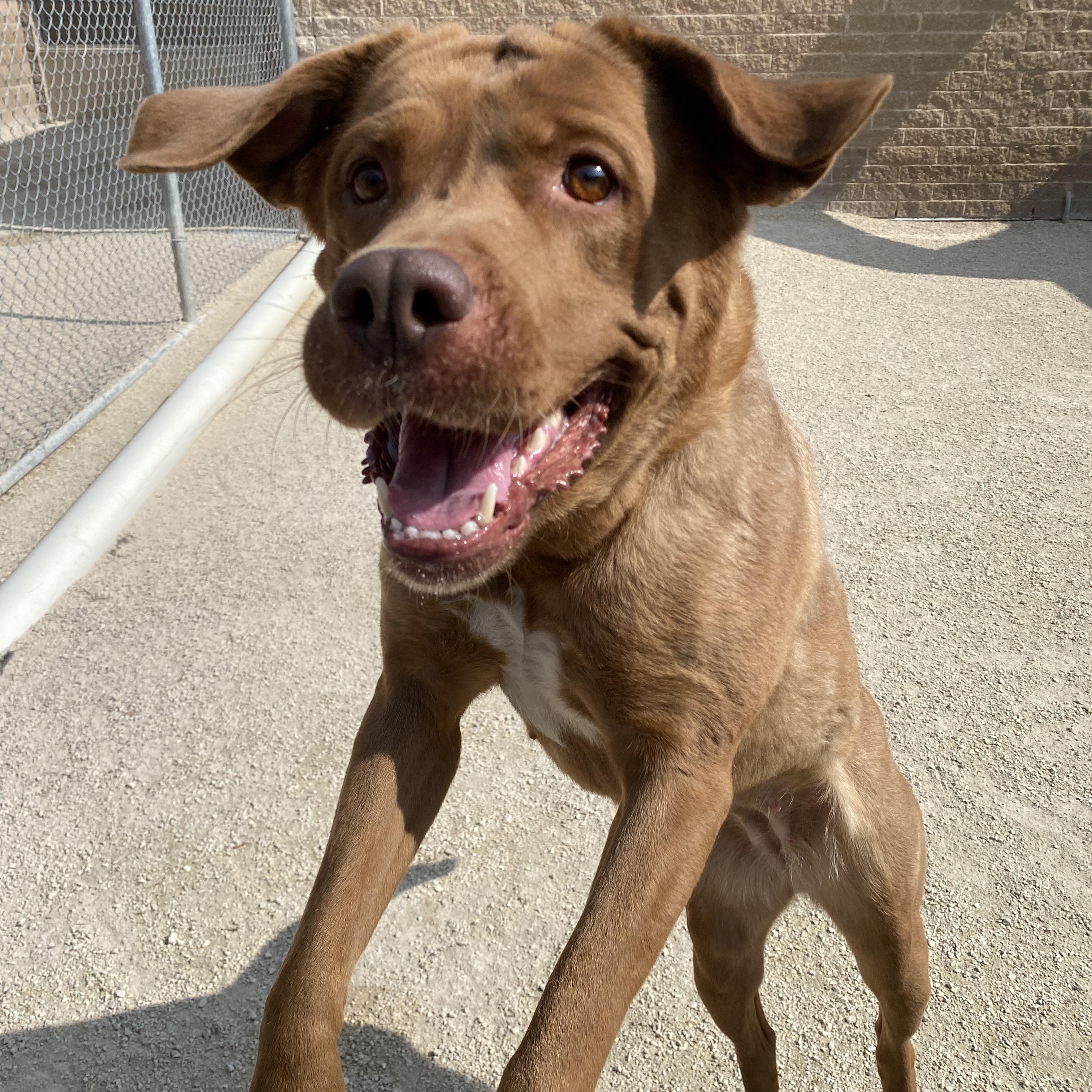 Enlarge Muffin, an adoptable mixed breed in Winnipeg, MB image 2/3