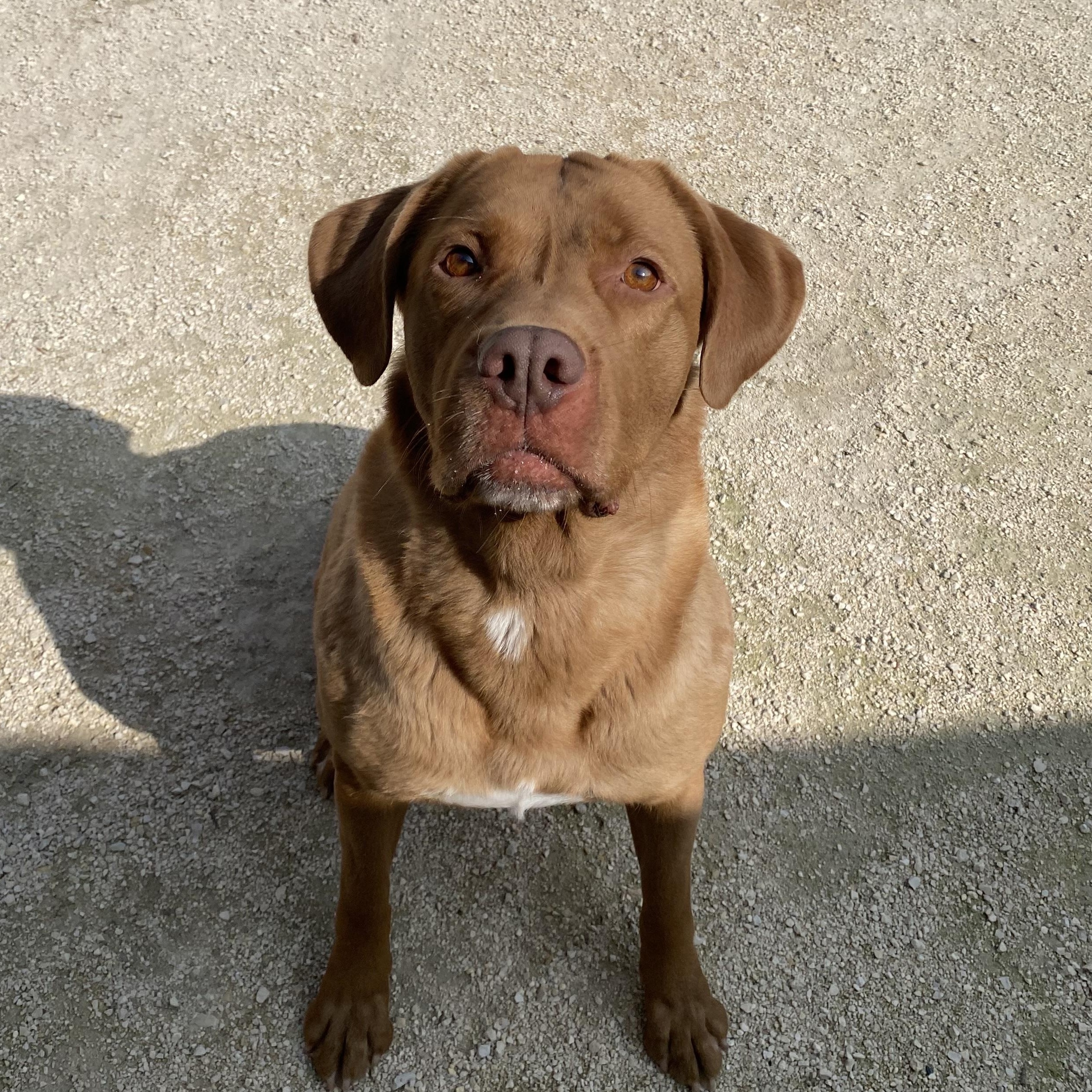Muffin, adoptable, Adult Female Labrador Retriever.