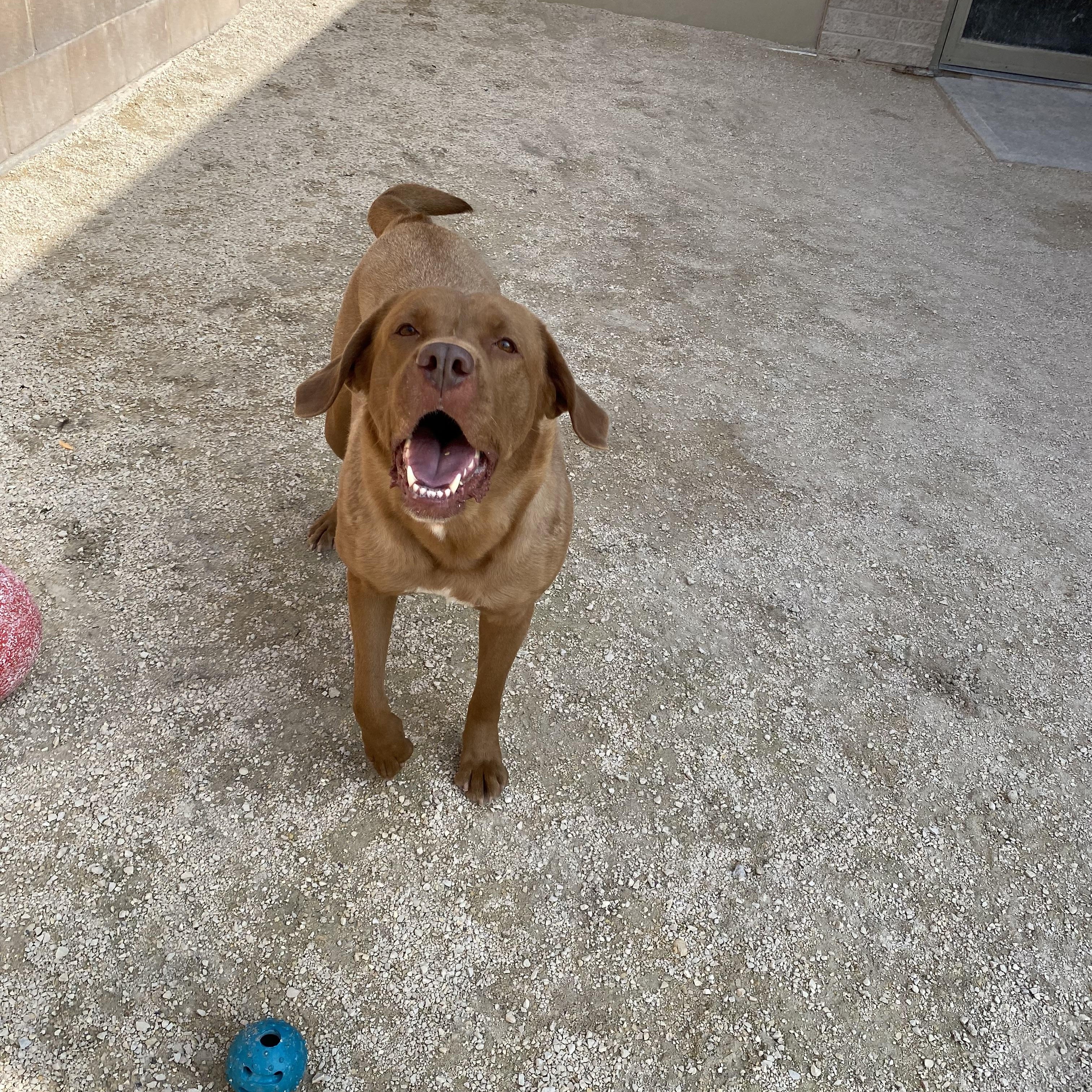 Enlarge Muffin, an adoptable mixed breed in Winnipeg, MB image 3/3