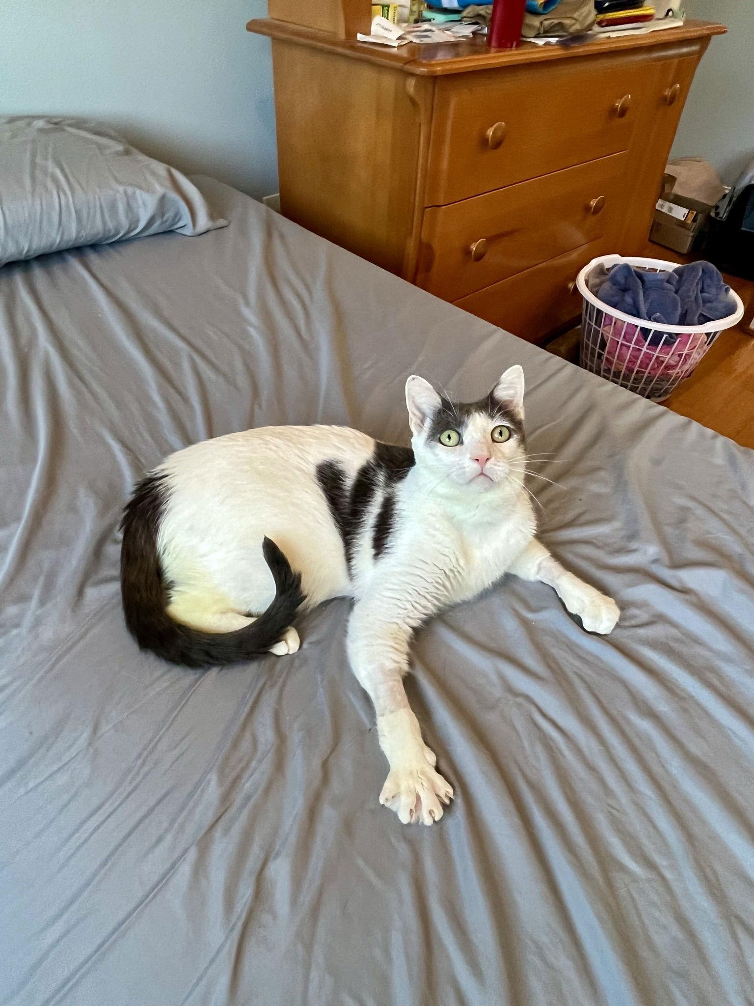 Clover, a Adoptable Domestic Short Hair in Long Beach, CA image 1/3