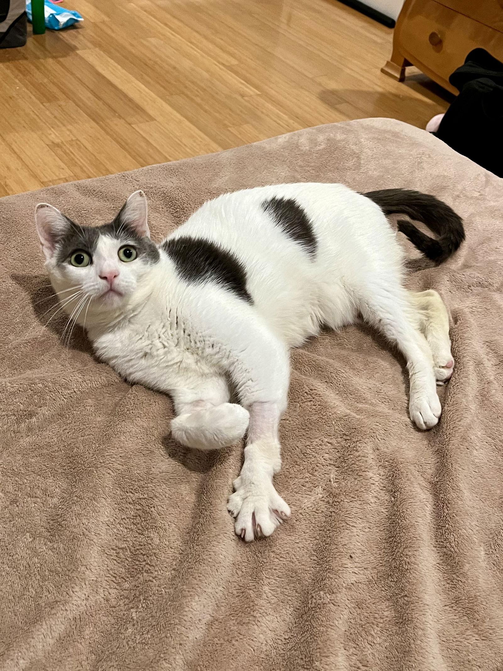 Clover, a Adoptable Domestic Short Hair in Long Beach, CA image 3/3