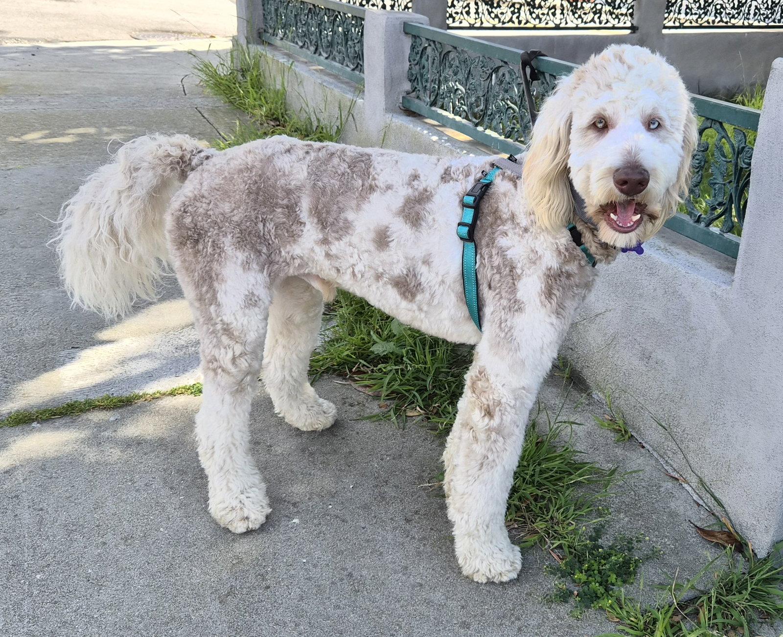 Leo, Adopted, Young Male Standard Poodle & Labrador Retriever.