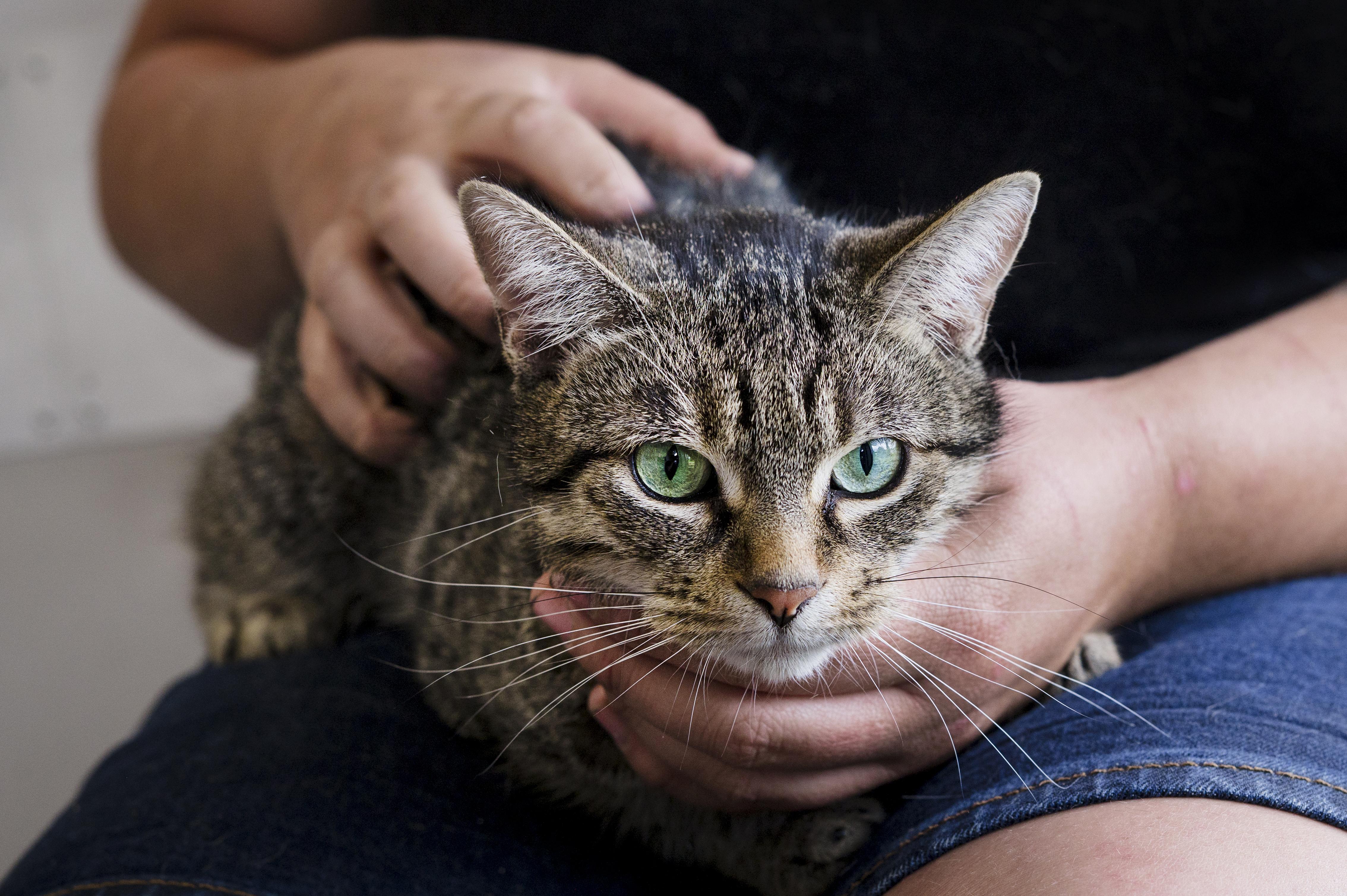 Princess, a ADOPTABLE Domestic Short Hair in Wakefield, QC image 2/4