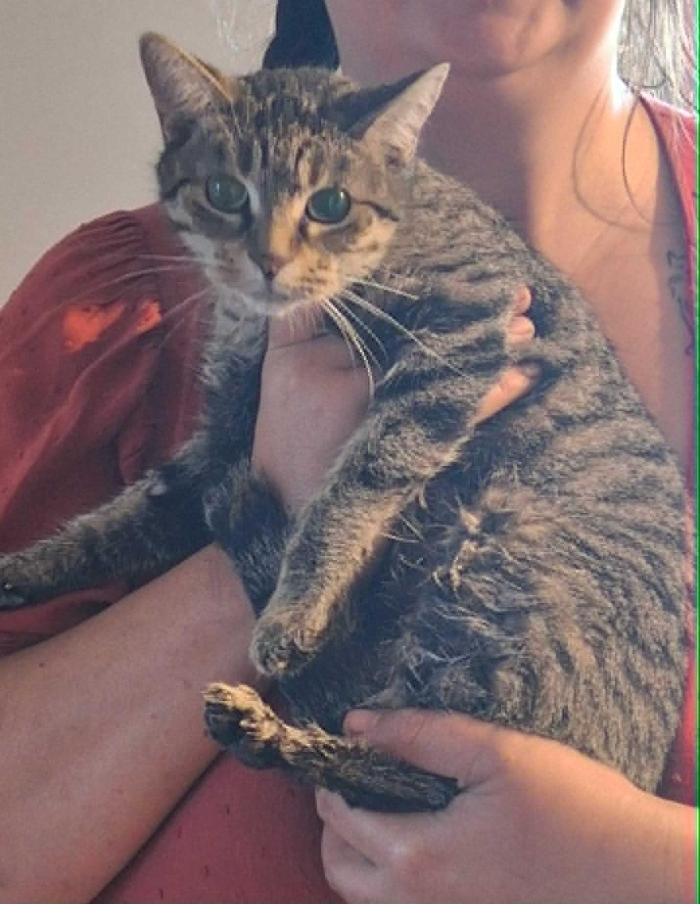 Enlarge Princess, a ADOPTABLE Domestic Short Hair in Wakefield, QC image 1/1