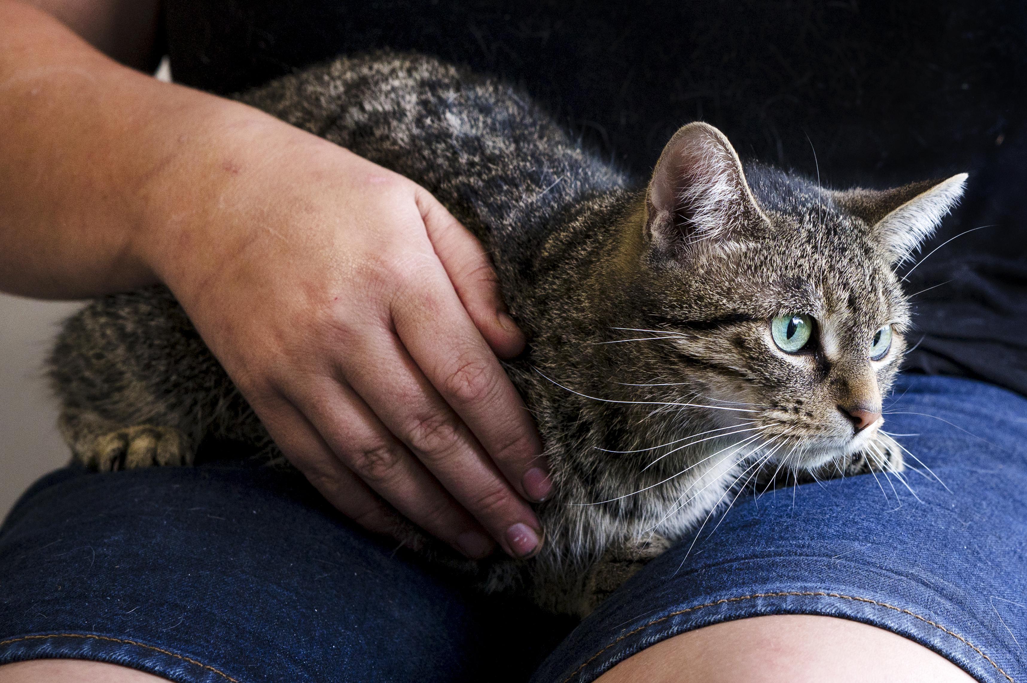 Princess, a ADOPTABLE Domestic Short Hair in Wakefield, QC image 3/4
