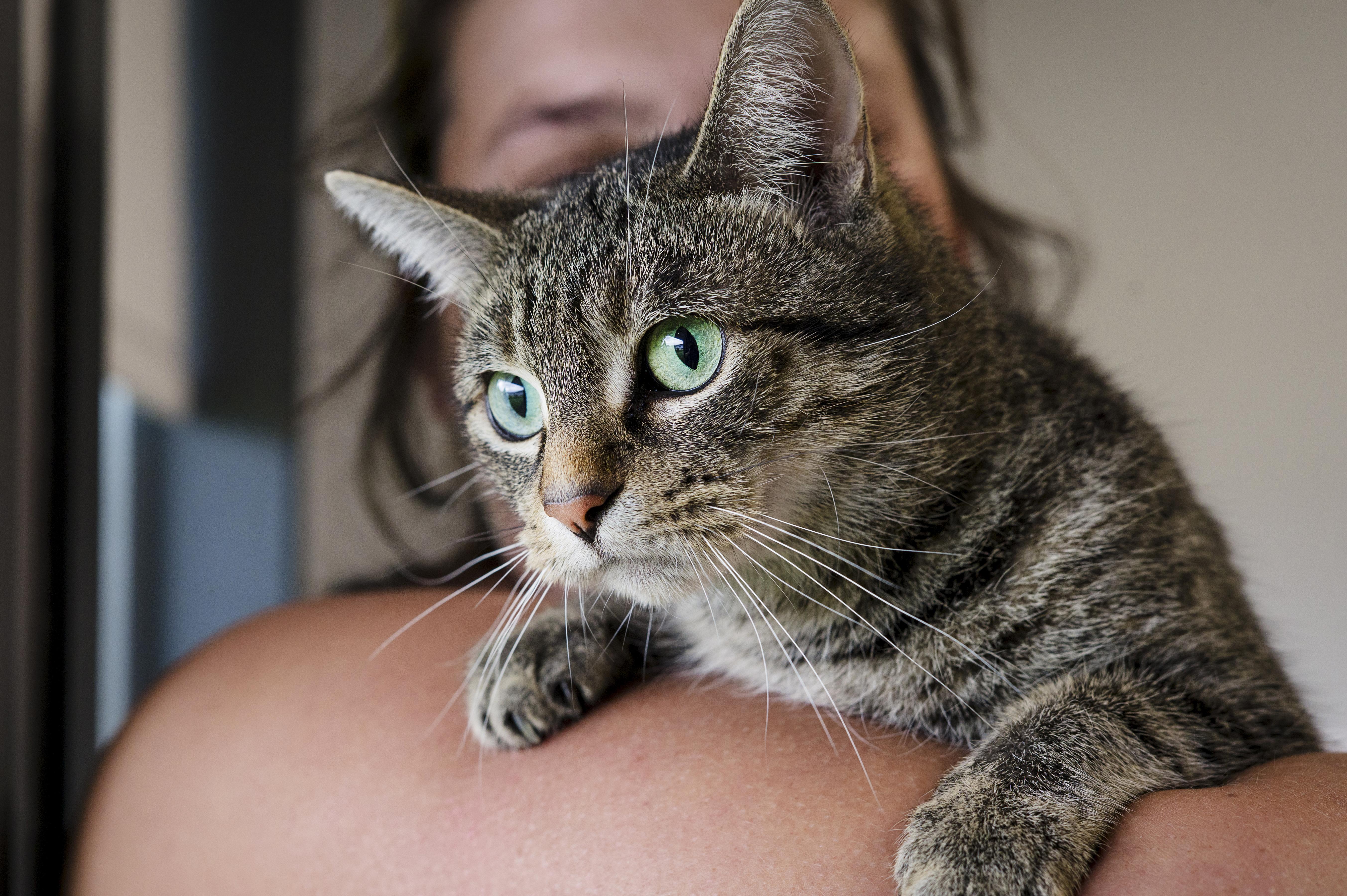 Princess, a ADOPTABLE Domestic Short Hair in Wakefield, QC image 1/4