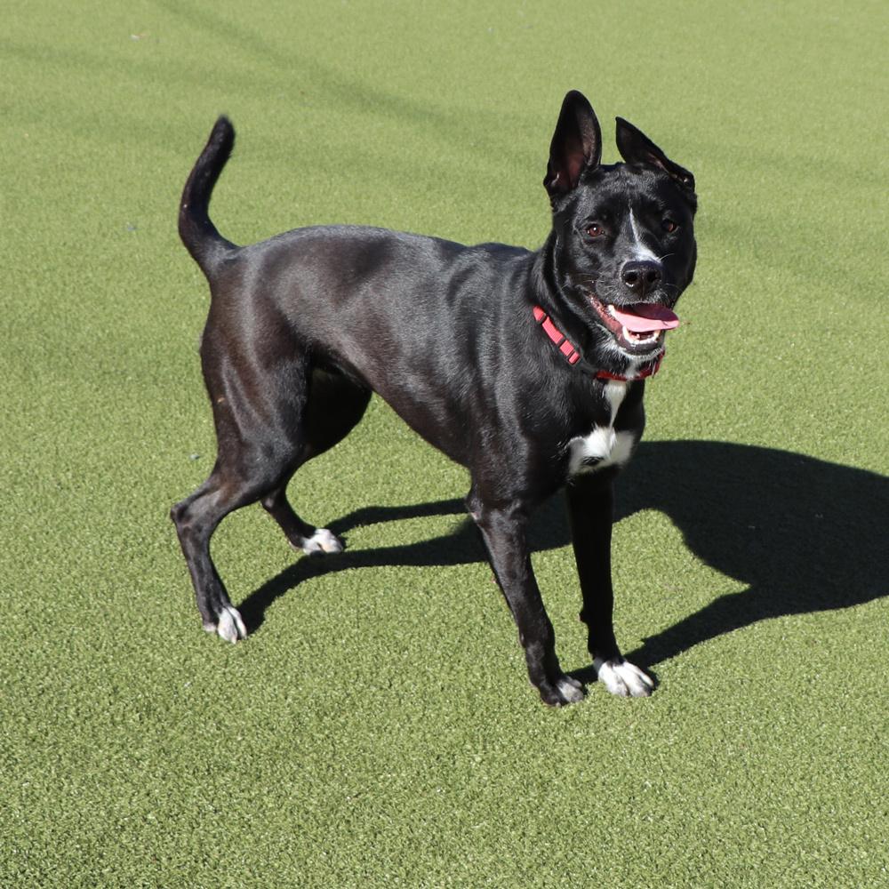 Pop, a Adoptable mixed breed in Port Washington, NY image 3/4