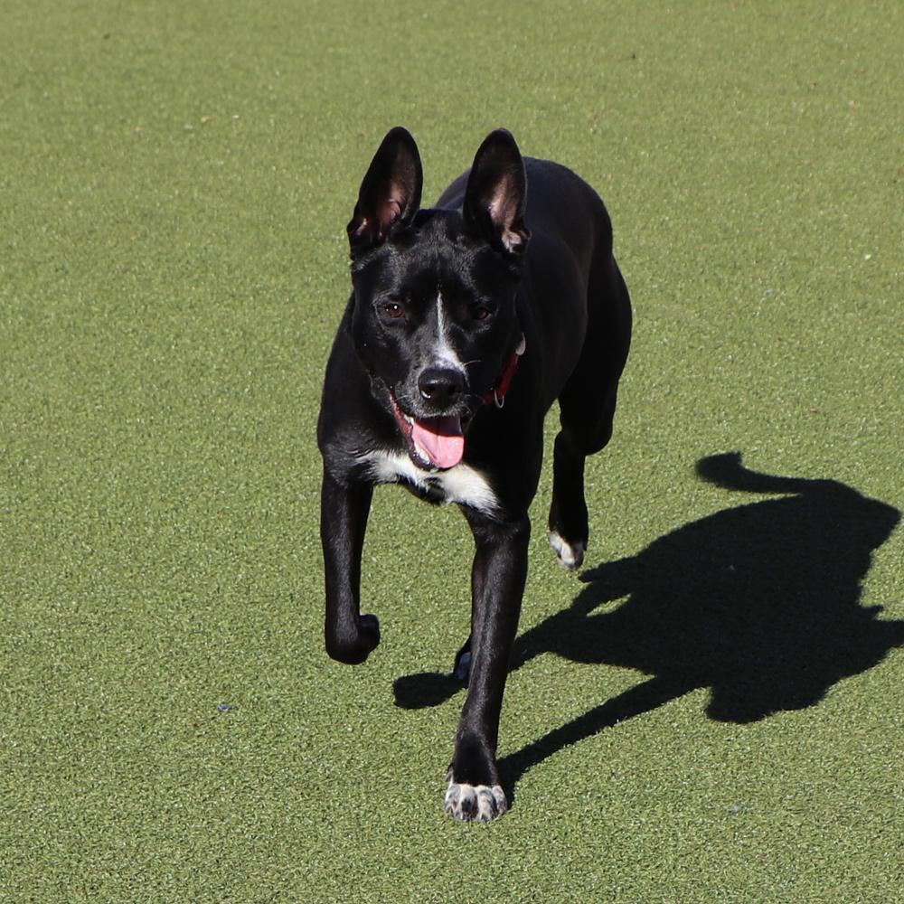 Pop, a Adoptable mixed breed in Port Washington, NY image 6/6