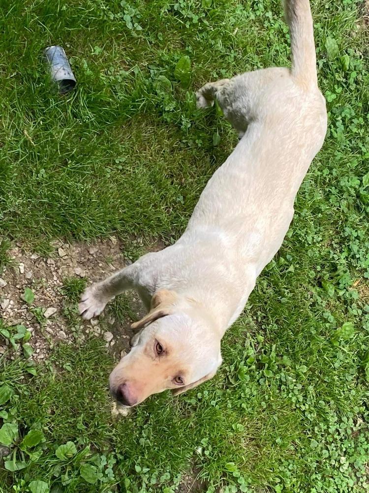 Breaking Bad : Jesse (Ash), Adoptable, Adult Male Labrador Retriever.