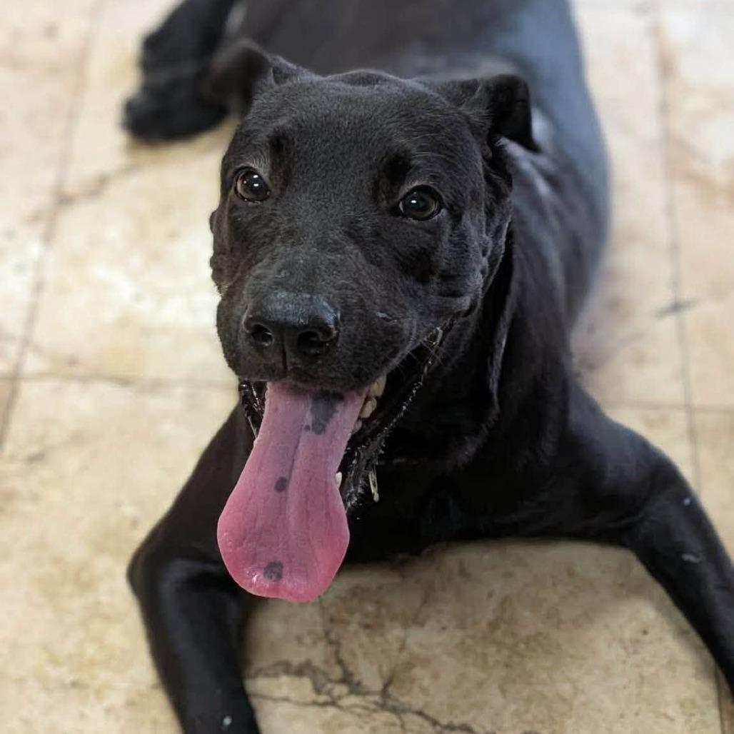 Bridget Jones, Adoptable, Young Female Mixed Breed.