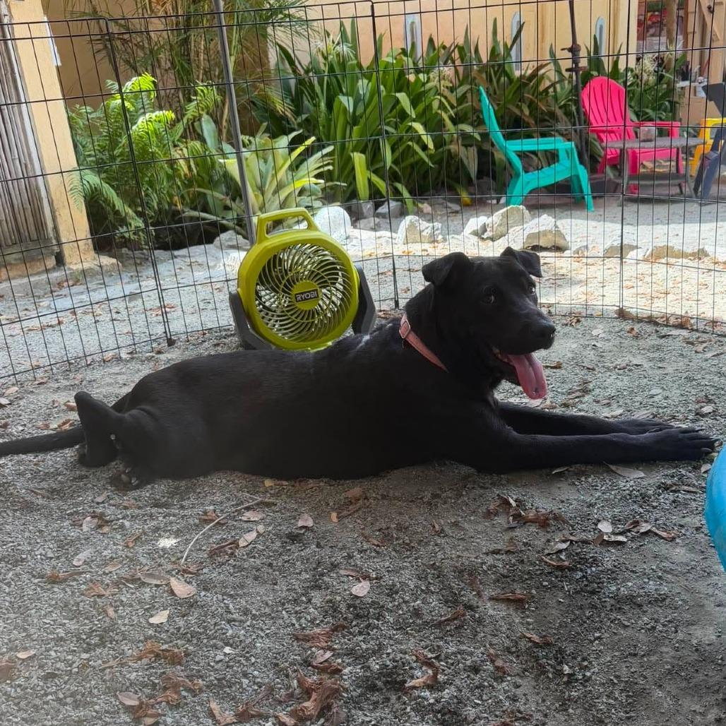 Enlarge Bridget Jones, a Adoptable Mixed Breed in Frederiksted, VI image 2/5