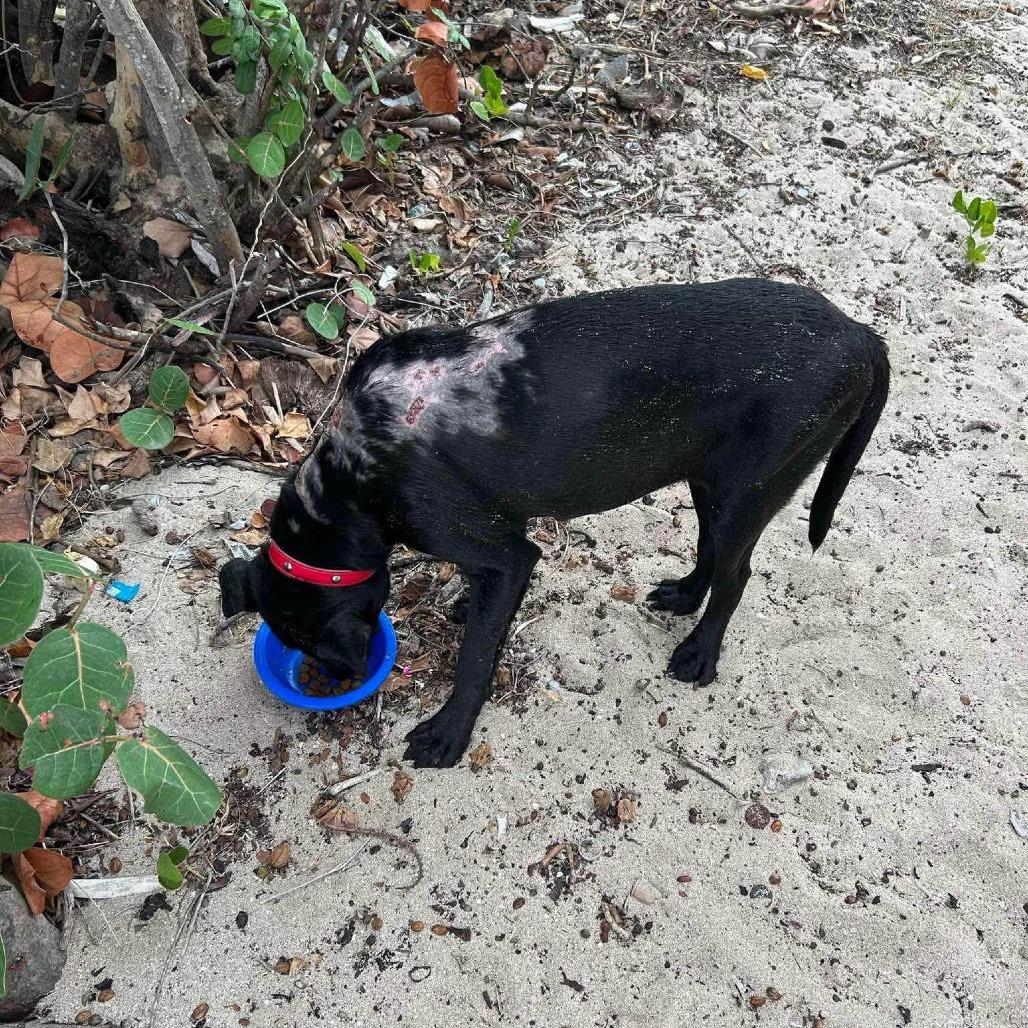 Enlarge Bridget Jones, a Adoptable Mixed Breed in Frederiksted, VI image 3/5