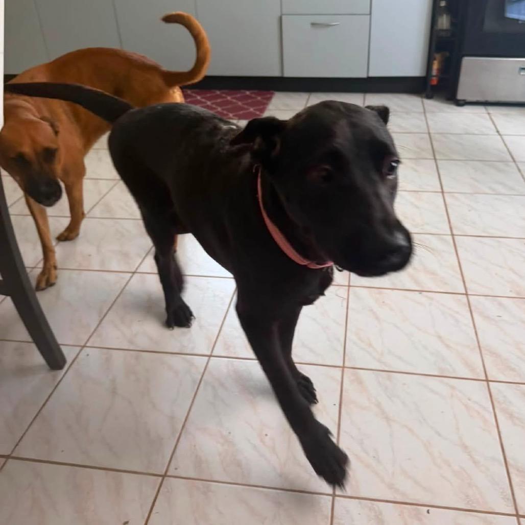 Enlarge Bridget Jones, a Adoptable Mixed Breed in Frederiksted, VI image 4/5