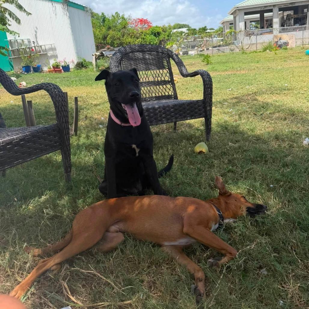 Enlarge Bridget Jones, a Adoptable Mixed Breed in Frederiksted, VI image 5/5