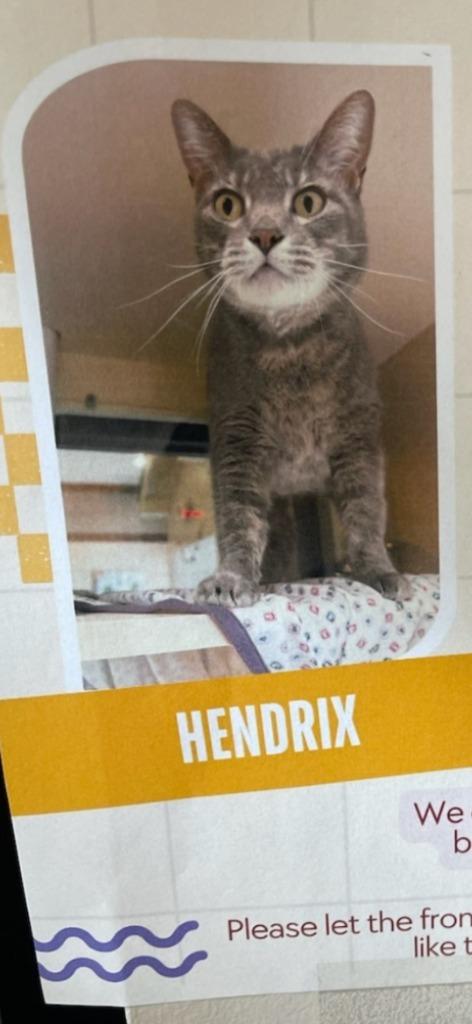 Hendrix, Adoptable, Adult Female Tabby.