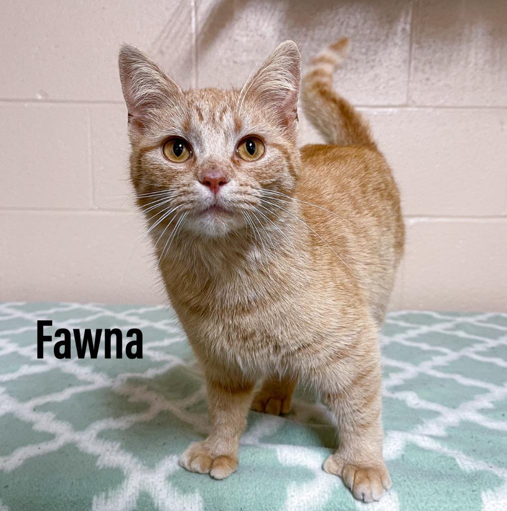 Enlarge Fawna, a Adoptable mixed breed in Clearfield, KY image 1/1