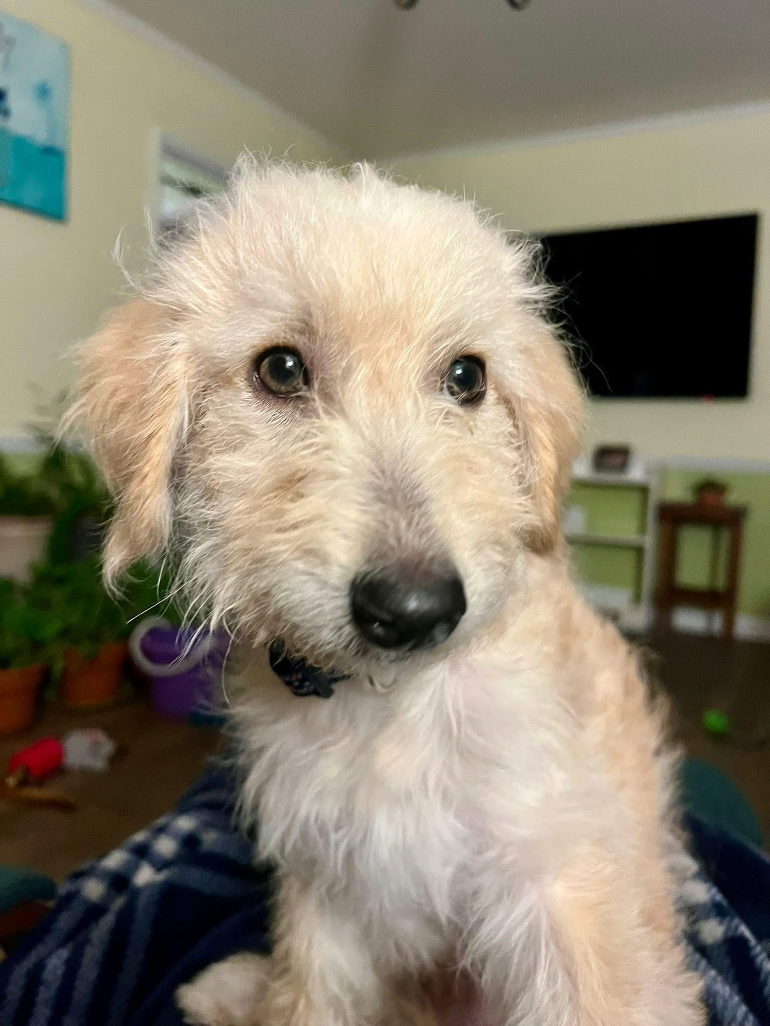 Enlarge Russel, an adoptable mixed breed in Portland, ME image 1/5