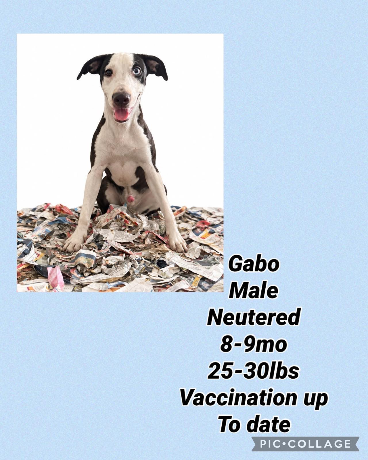 Gabo, Adoptable, Young Male Whippet & Dalmatian.