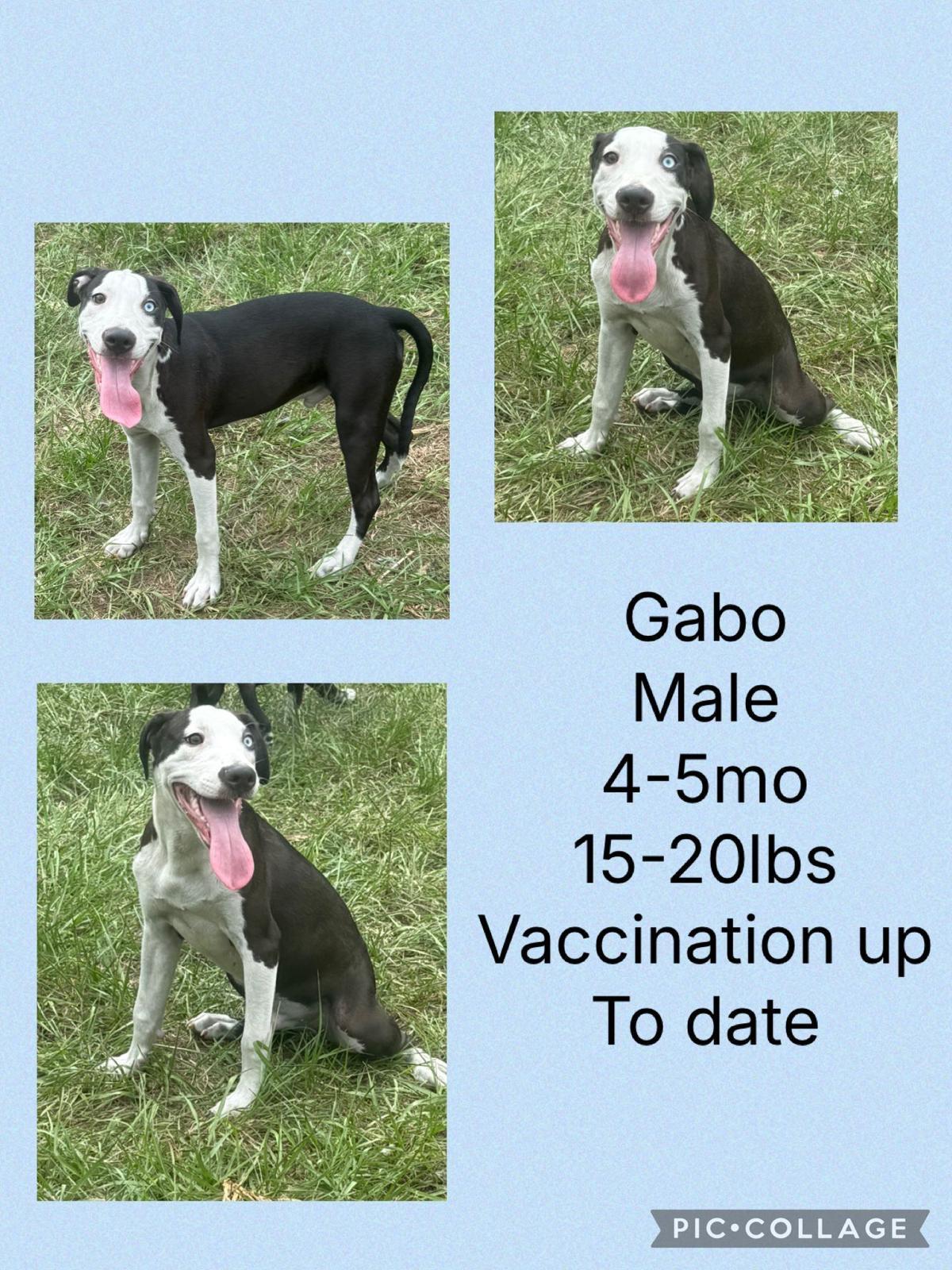 Enlarge Gabo, a Adoptable mixed breed in Virginia Beach, VA image 2/3