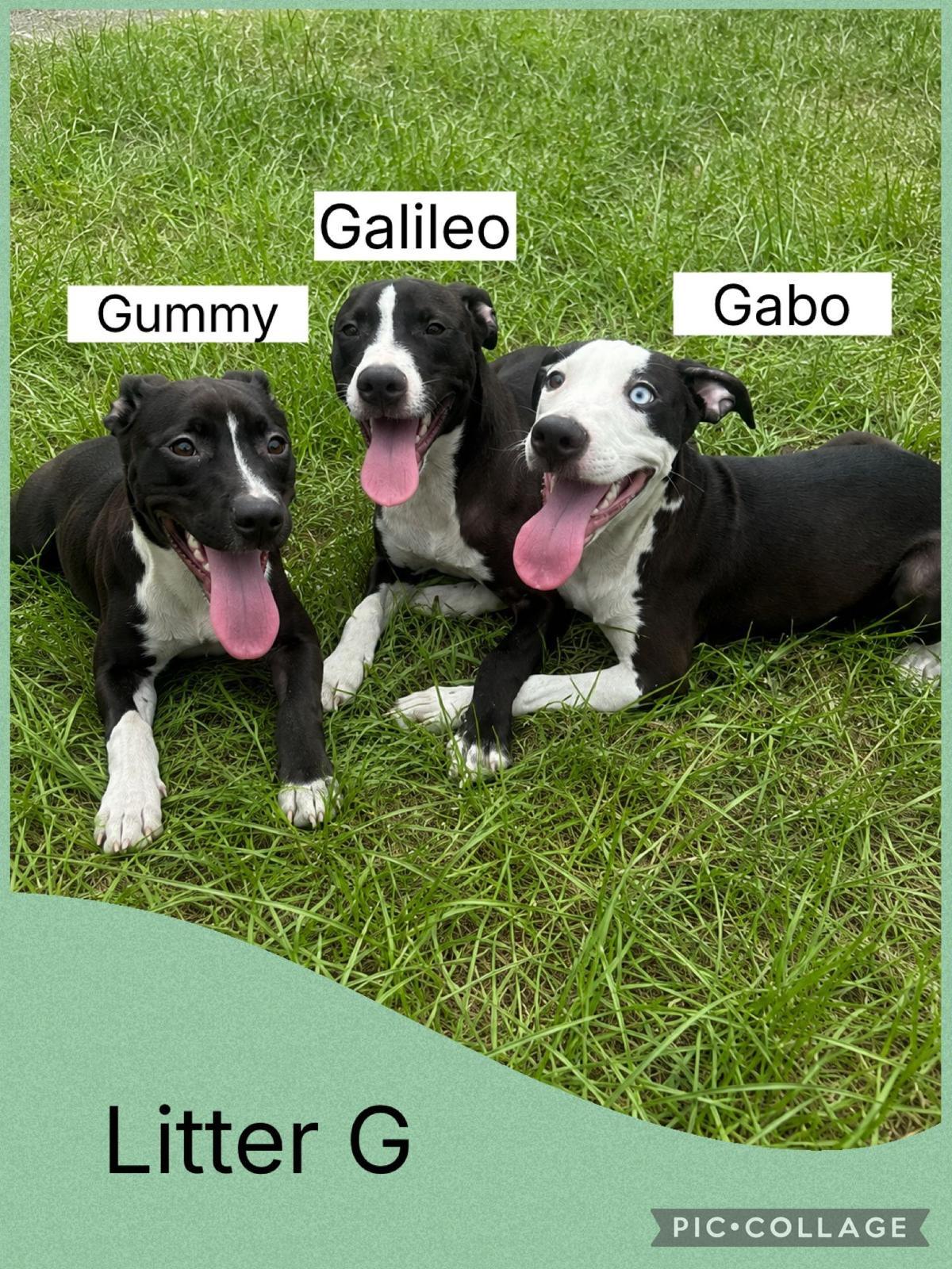 Enlarge Gabo, a Adoptable mixed breed in Virginia Beach, VA image 3/3