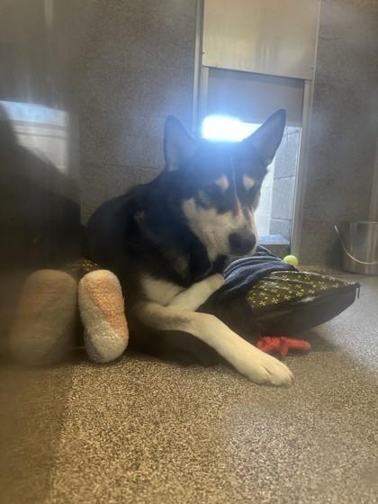 Dakota, a ADOPTABLE Husky in Hamilton, MT image 3/4