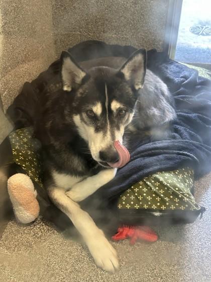 Dakota, a ADOPTABLE Husky in Hamilton, MT image 2/4