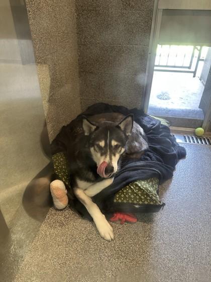 Dakota, a ADOPTABLE Husky in Hamilton, MT image 4/4